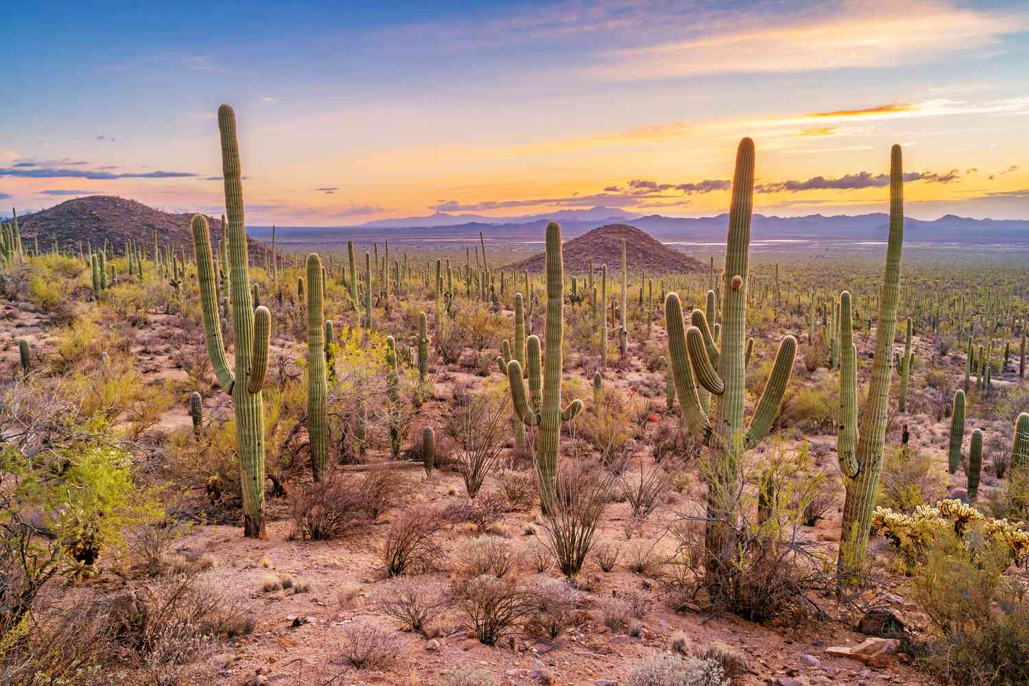 desert desert