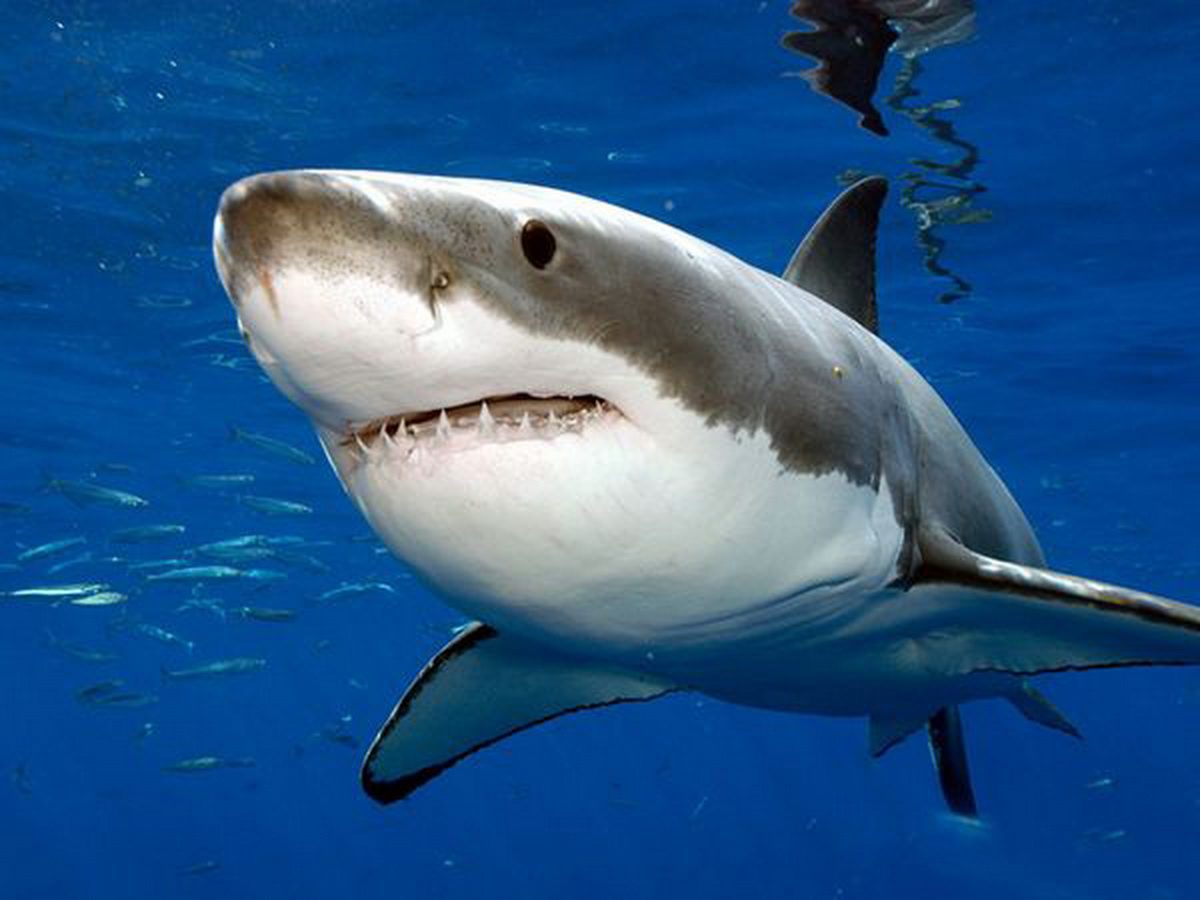 great-white-shark_1200x900 A shark is swimming in the water.