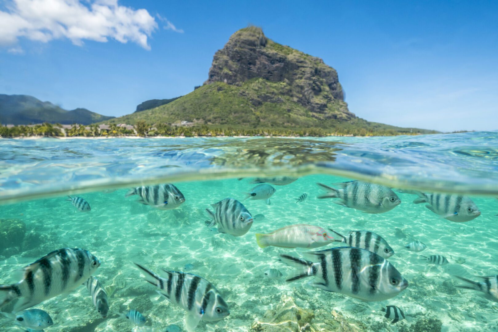Striped tropical fish swimming under waves along coral reef, Le Morne Brabant, Black River district, Indian Ocean, Mauritius