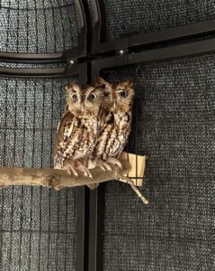 Two owls sitting on a branch in an enclosure.