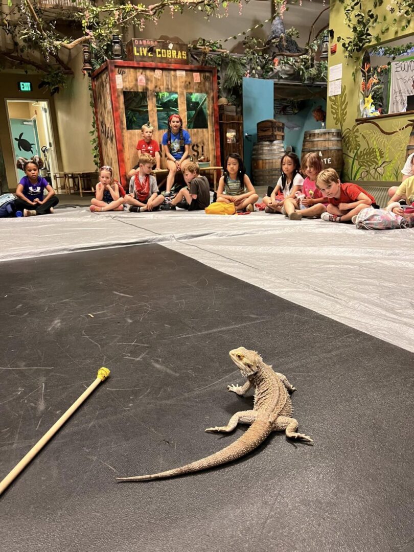 Beardie Training