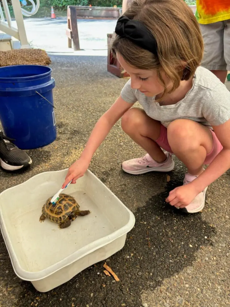 Turtle bath