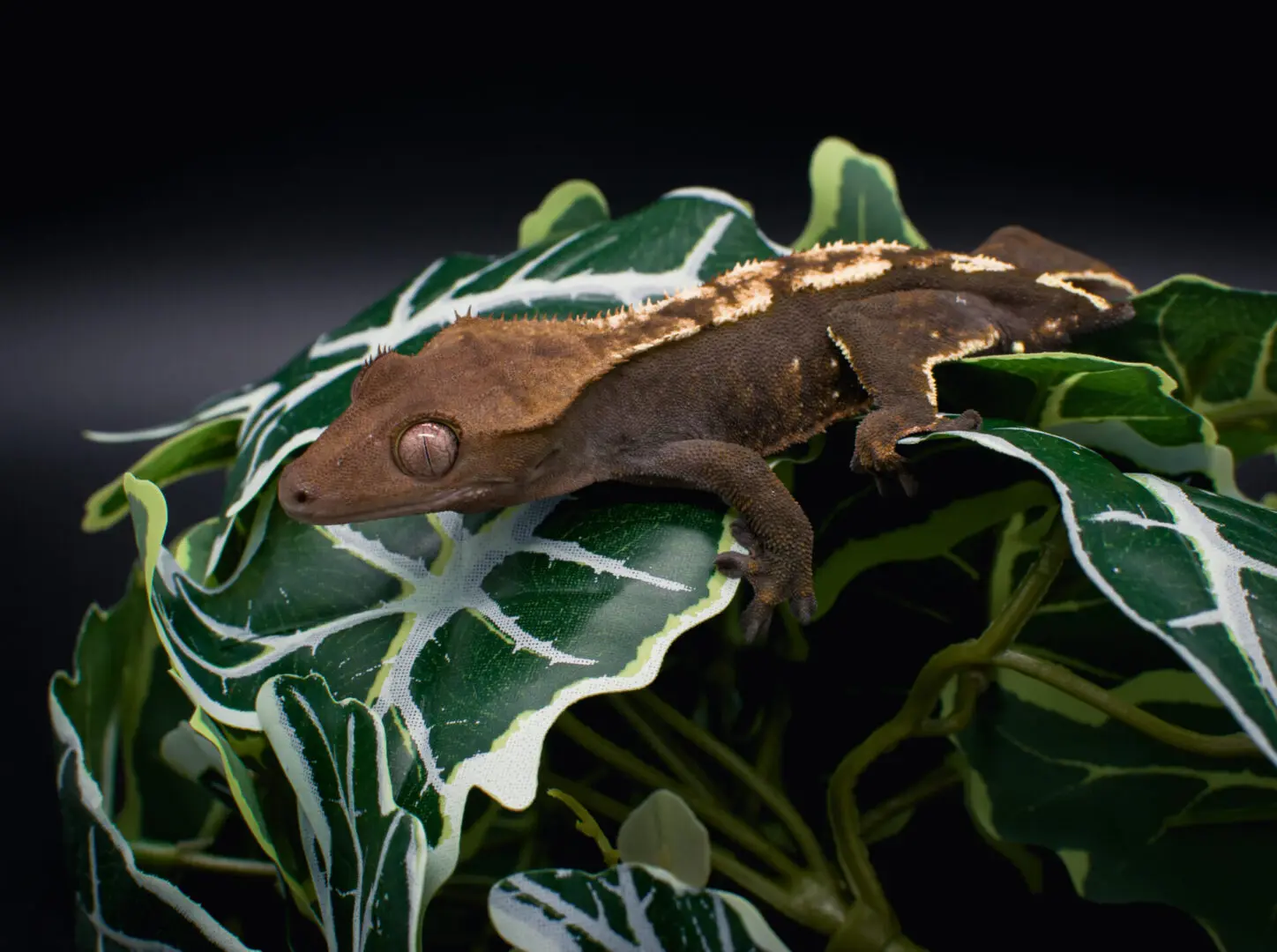 a domestic creested gecko portrait