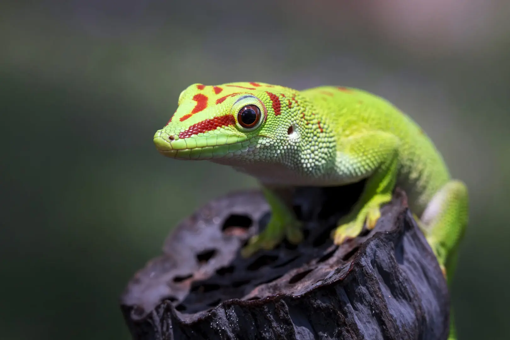 day gecko