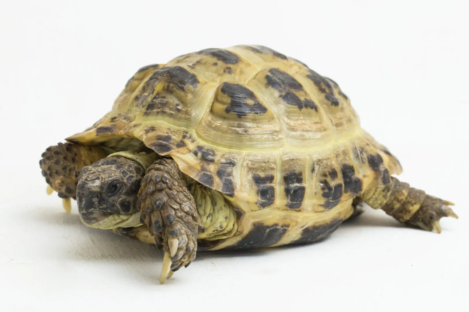 russian tortoise