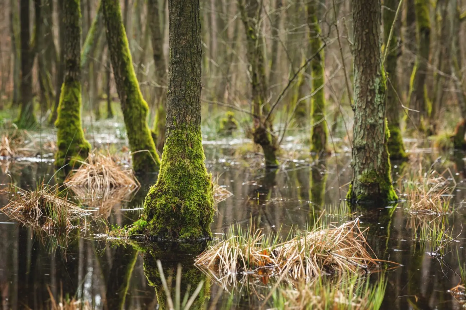 Mesmerizing view of the trees and plants and the river in the forest-concept:mysterious a mesmerizing view of the trees and plants and the river in the forest on a cold, foggy day-concept:mysterious