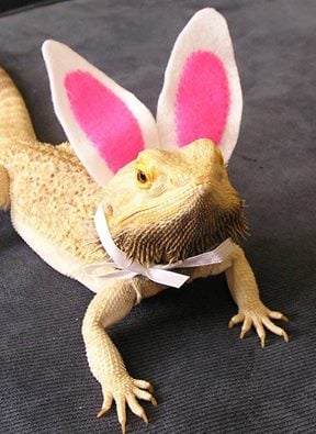 Bunnie Beardie