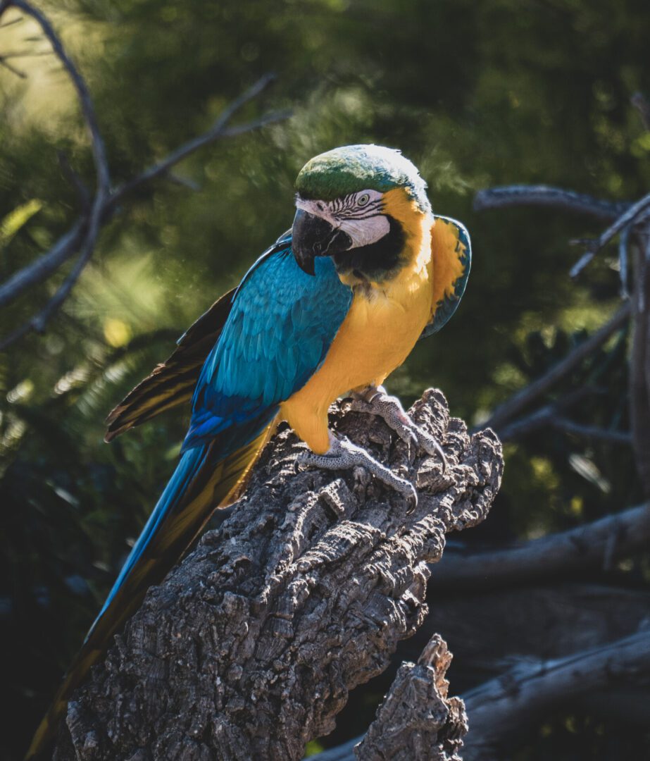 Loros con plumaje colorido posando