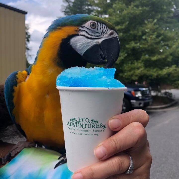 A parrot is holding onto a cup of blue shaved ice.