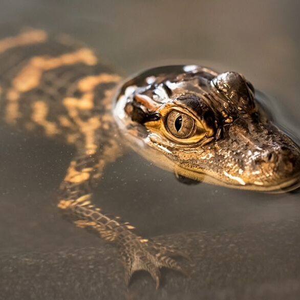 A close up of an alligator in water