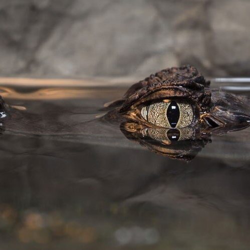 A frog is sitting in the water looking at its own reflection.