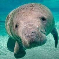 A manatee is swimming in the water.
