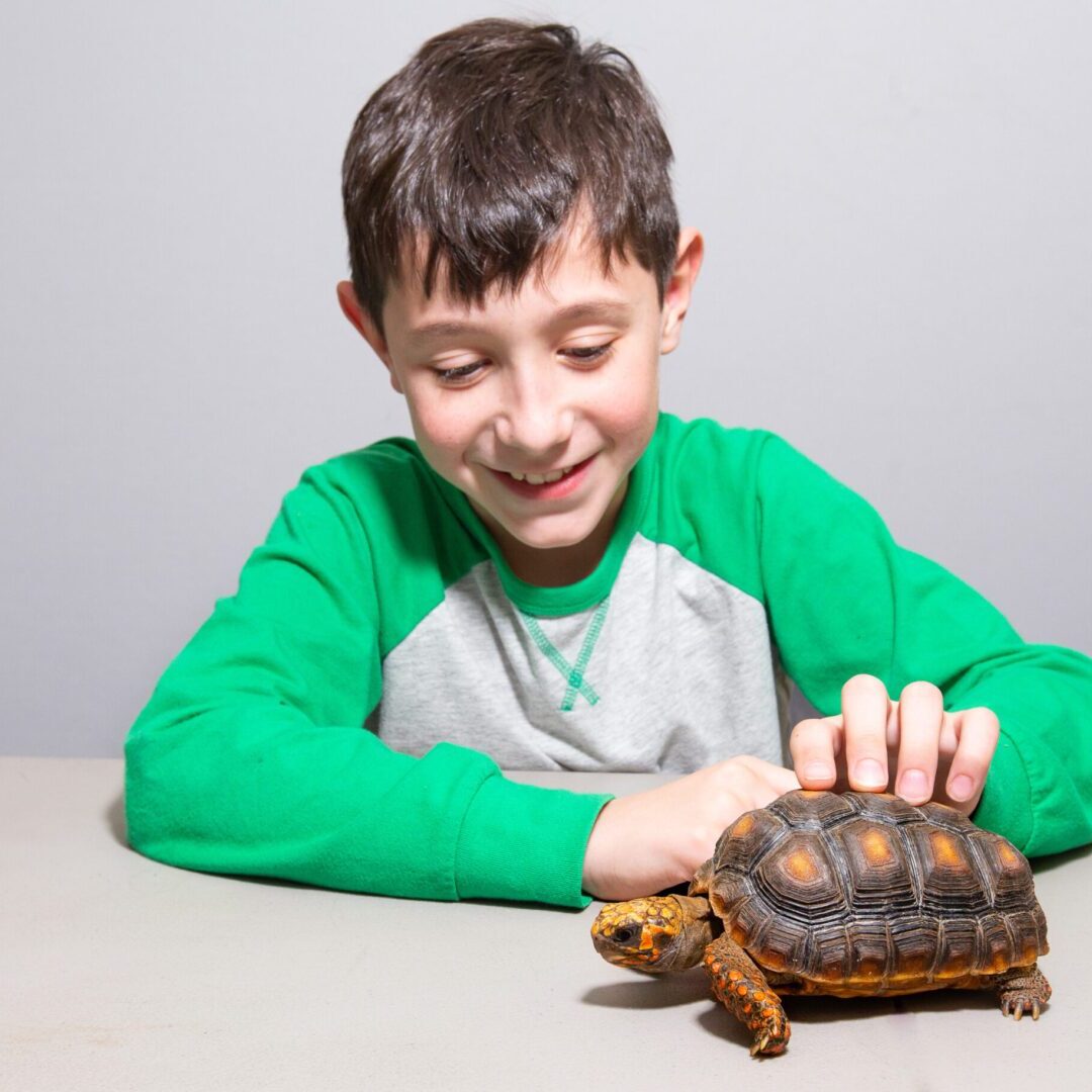 A boy is holding the shell of a turtle.