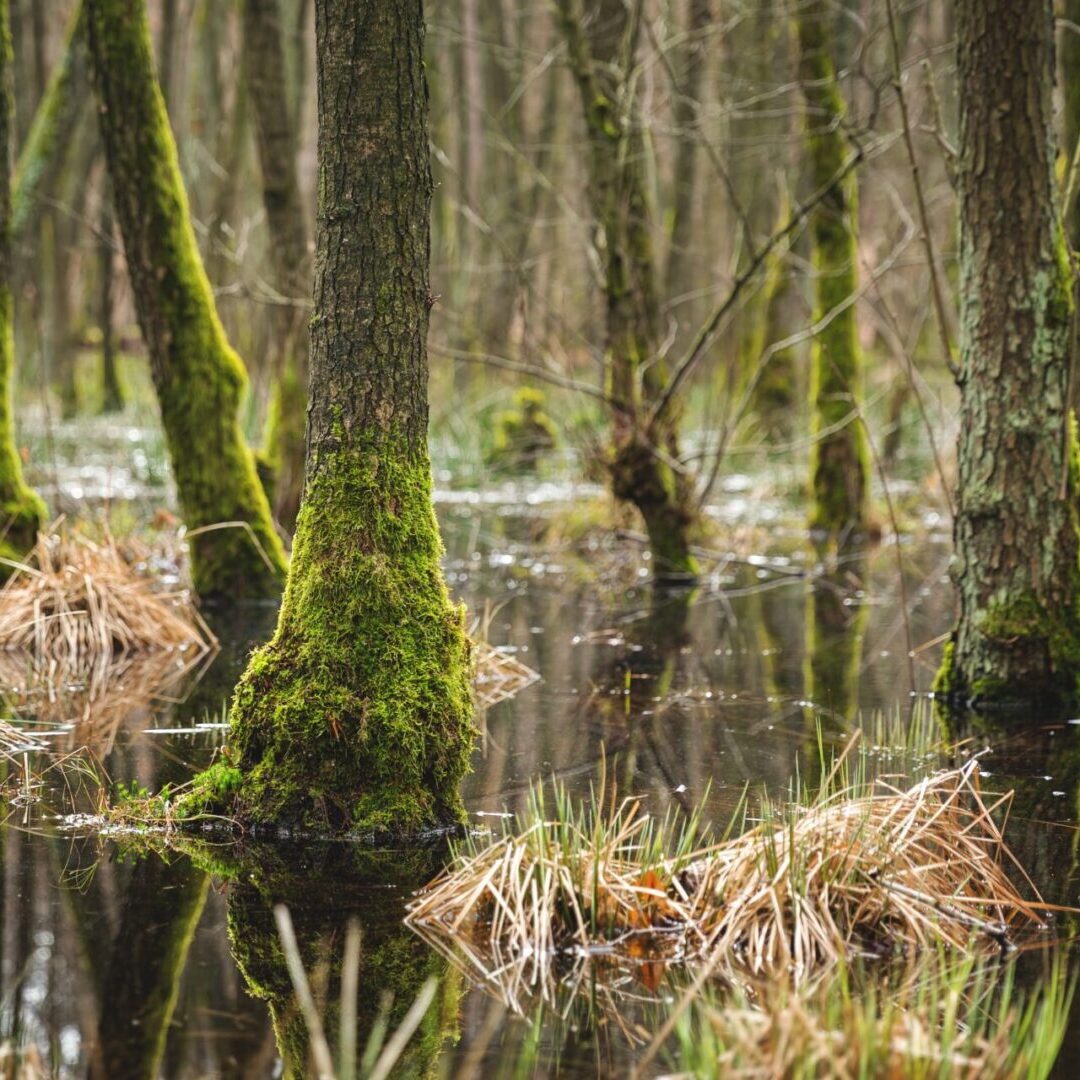 a mesmerizing view of the trees and plants and the river in the forest on a cold, foggy day-concept:mysterious