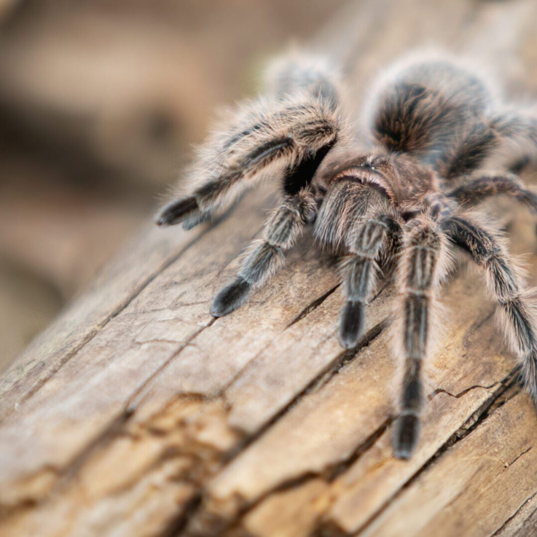Tarantula