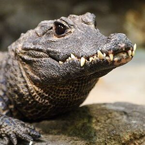 A close up of an alligator on the ground