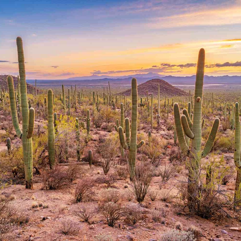 A desert with many cactus plants and mountains in the background.