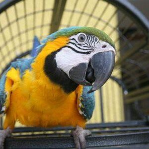pet-bird_4960b9b6-c86b-4b7b-bef7-60a25d6bafc2_large