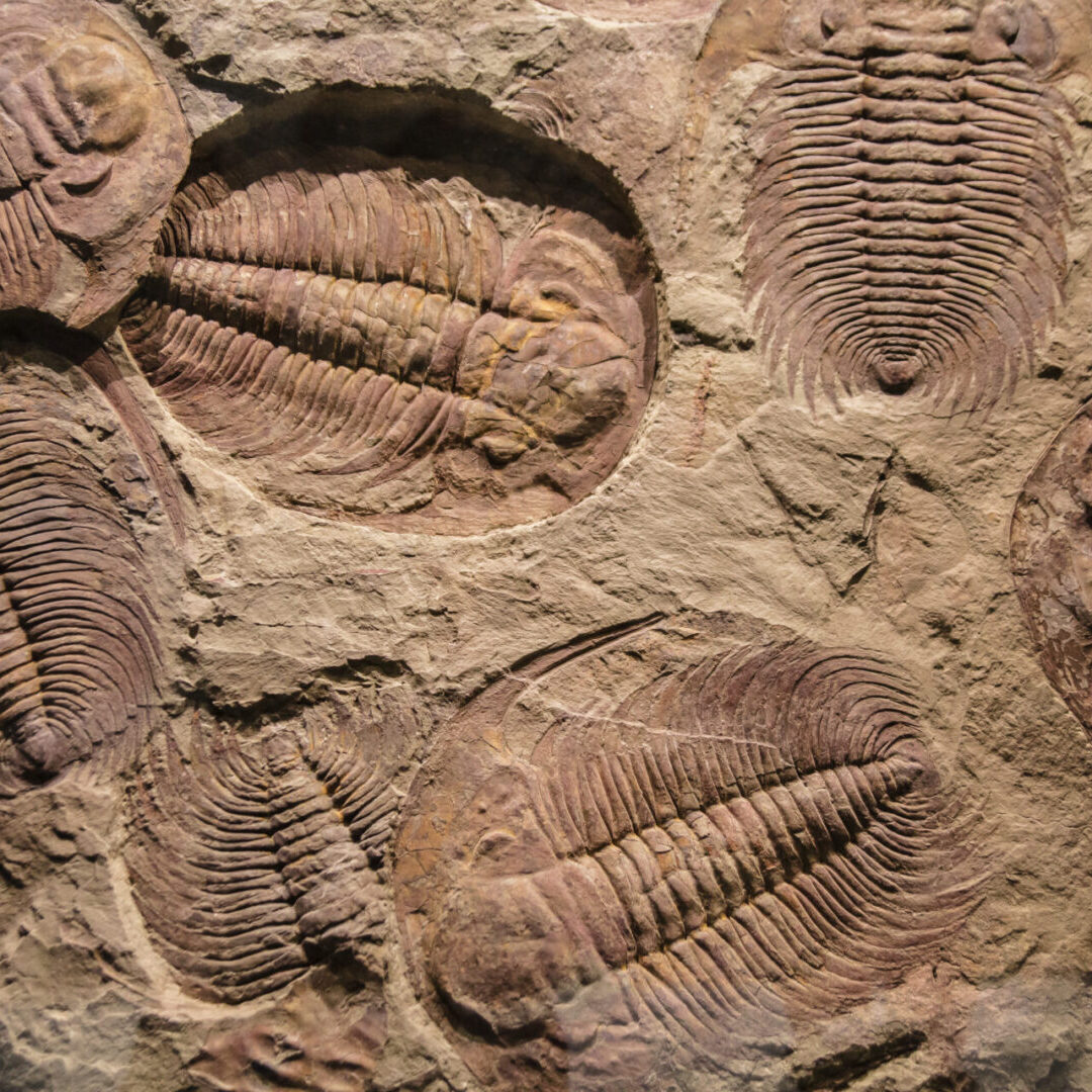 fossil trilobite imprint in the sediment.