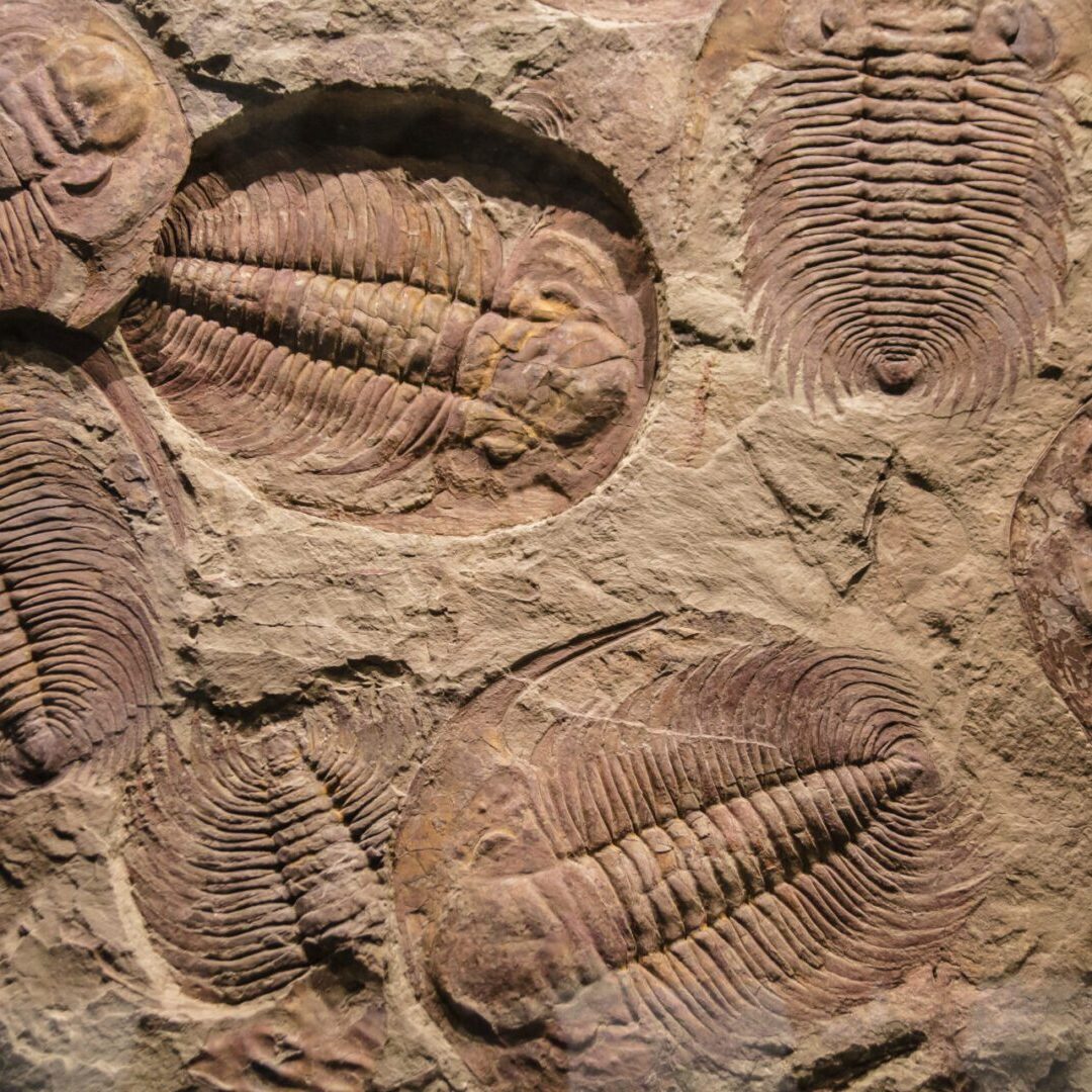 fossil trilobite imprint in the sediment fossil trilobite imprint in the sediment.