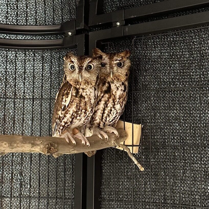 Two owls sitting on a branch in an enclosure.